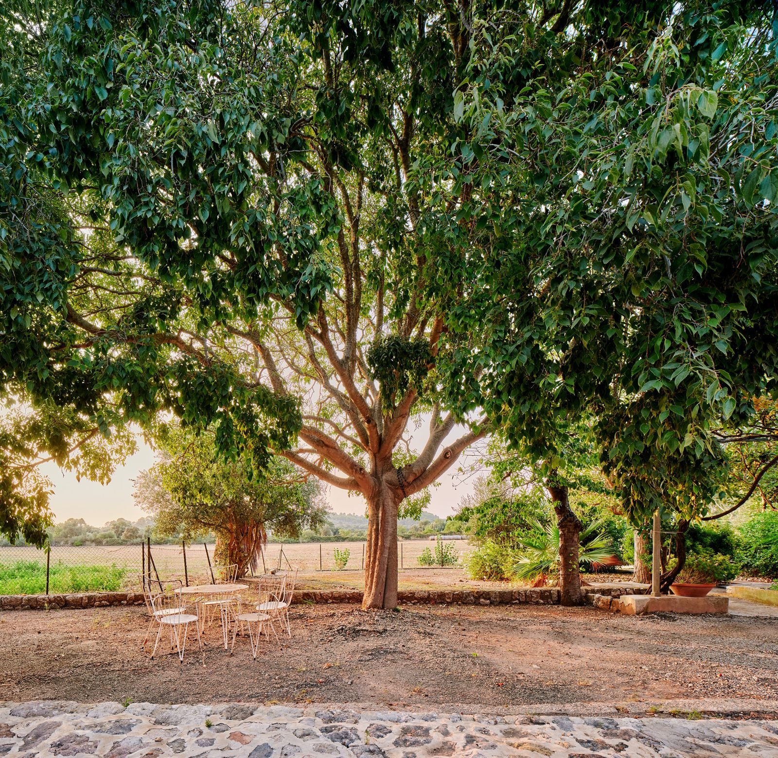 The lledoner in the garden at Sa Sinia, with a table and chairs in its shade