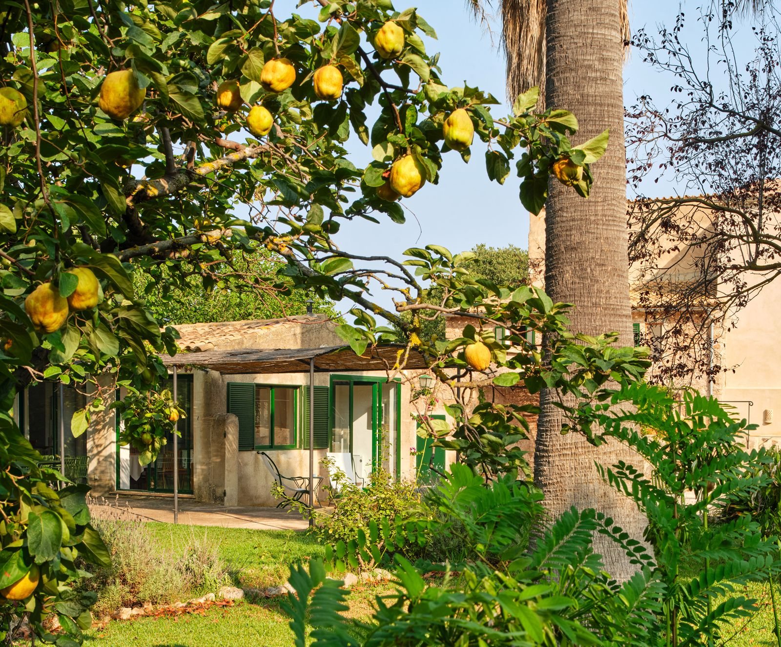 Lemon tree in front of the studio · Finca Sa Sinia